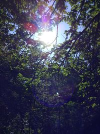 Low angle view of trees in forest