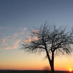 Silhouette of trees at sunset