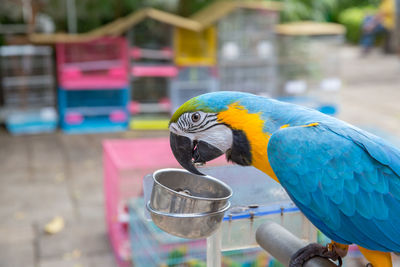 Close-up of a parrot