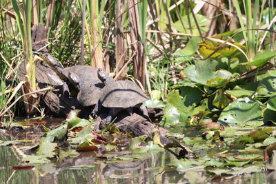Close-up of leaves on plant
