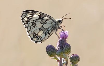 Close-up of butterfly on purple flower