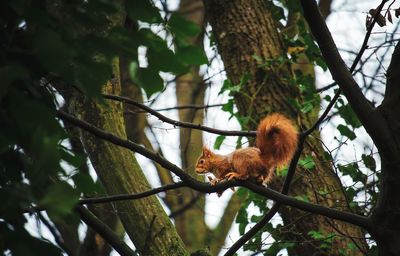 Low angle view of monkey hanging on tree