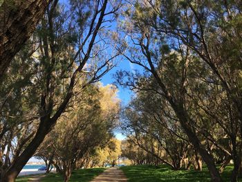 Low angle view of trees against sky