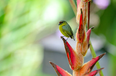 Close-up of bird perching on plant