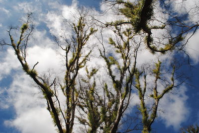 Low angle view of tree against sky