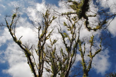 Low angle view of tree against sky