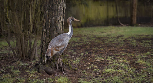 View of a bird on field