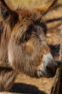 Close-up of a donkey