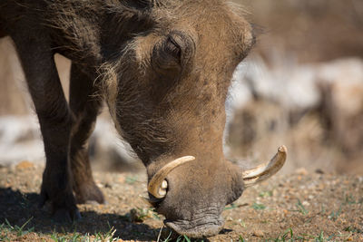 Close-up of warthog on field