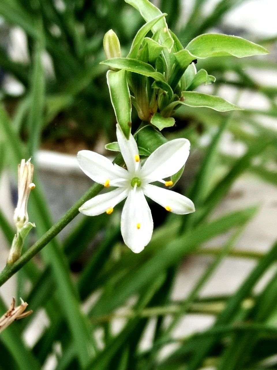 CLOSE-UP OF WHITE FLOWERS BLOOMING IN PARK