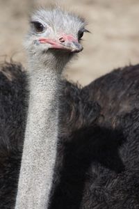 Close-up of a bird looking away