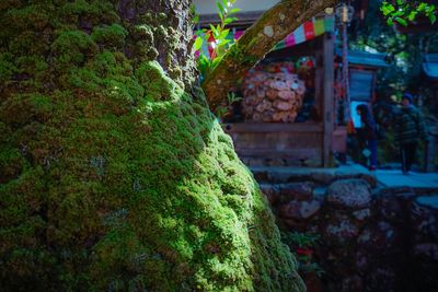 Close-up of ivy growing on tree
