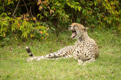 View of a cat on grass