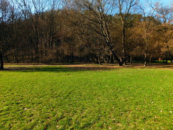 Trees on grassy field