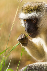 Close-up of monkey