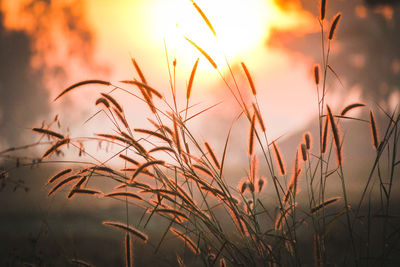 Close-up of plants against sky during sunset