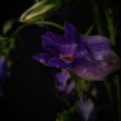 Close-up of purple flower