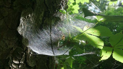 Close-up of spider web on tree