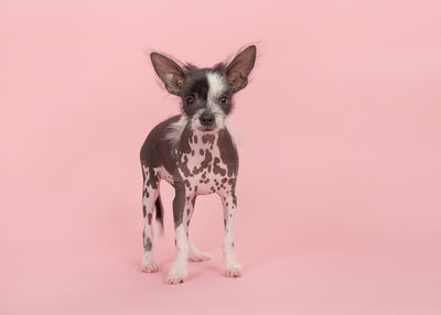 Portrait of dog against pink background