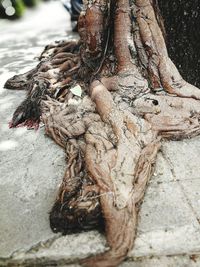 Close-up of dead tree trunk