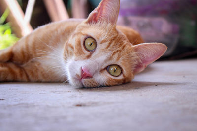 Close-up portrait of a cat lying