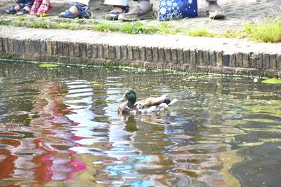 Ducks swimming in lake