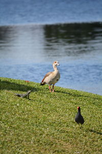 Egyptian goose, moorhen and iguanas on lakefront grassy lawn with lake water in background