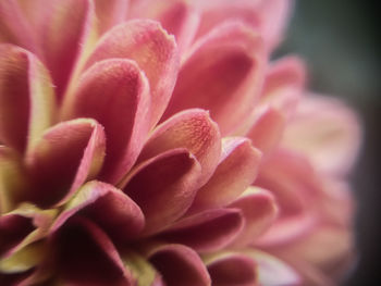 Close-up of pink flower