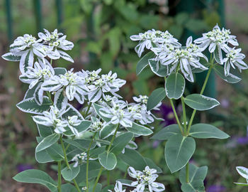 Close-up of white flowering plant