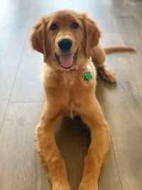 Portrait of dog sitting on hardwood floor
