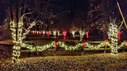 Illuminated trees in park at night