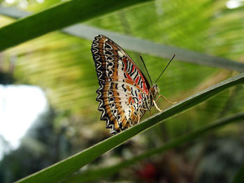 Butterfly perching on leaf