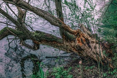 Low angle view of tree against sky