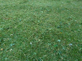 High angle view of grass on field