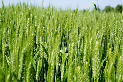 Close-up of wheat growing on field