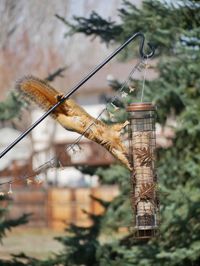 Close-up of bird perching on stem