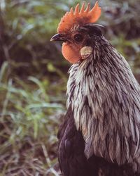 Close-up of a bird