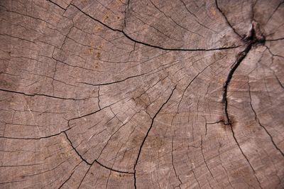 Full frame shot of tree stump