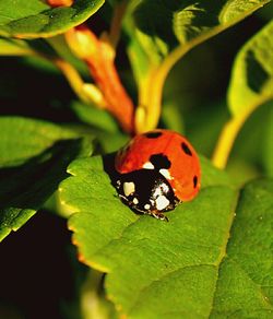 Close-up of ladybug on leaf