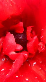 Full frame shot of red rose