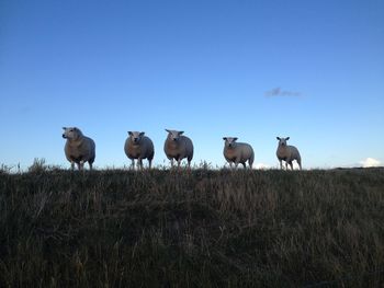 Flock of sheep on field