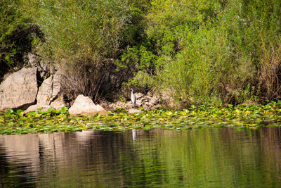 View of a lake in forest