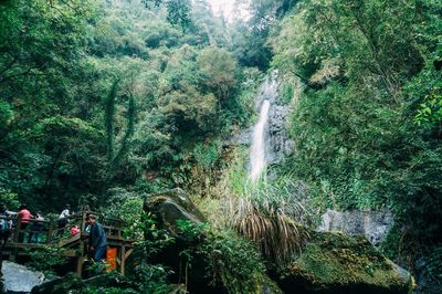 Scenic view of waterfall in forest