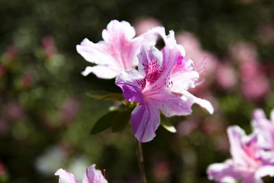 Close-up of pink flowering plant