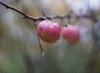 Close-up of berries on branch