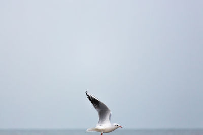 View of birds in flight
