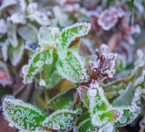 Close-up of frozen plant