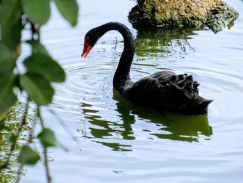 Swan swimming in lake