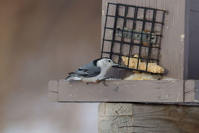 Bird perching on a wooden pole