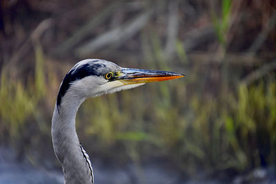 Close-up of a bird